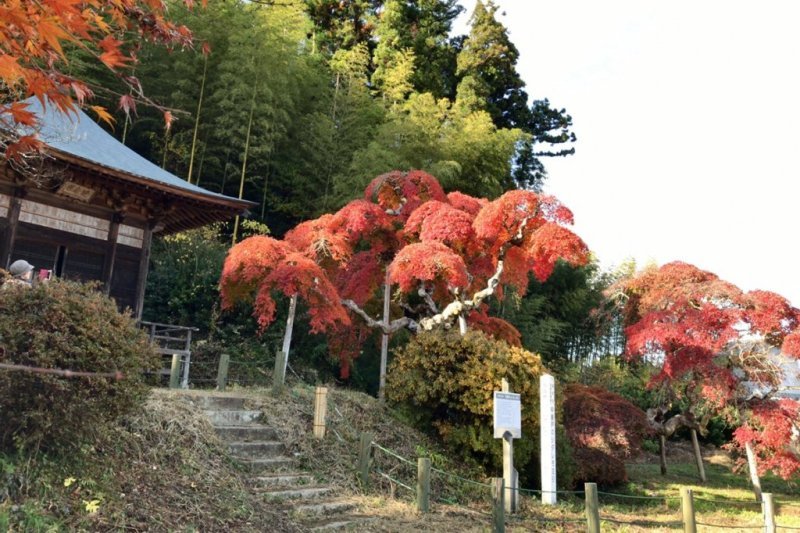 🍁 나카카마도 수양단풍나무(나카카마도노시다레모미지) 이미지 1